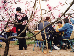 Visitors at a hillside rest-stop among the peach blossoms in Long quan, China.