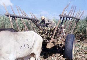 Stacking the sugarcane after it's been cut.
