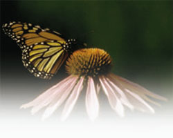 Monarch butterflies are threatened by milkweed destruction, as milkweed is the only food monarch caterpillars can eat.