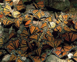 Butterflies